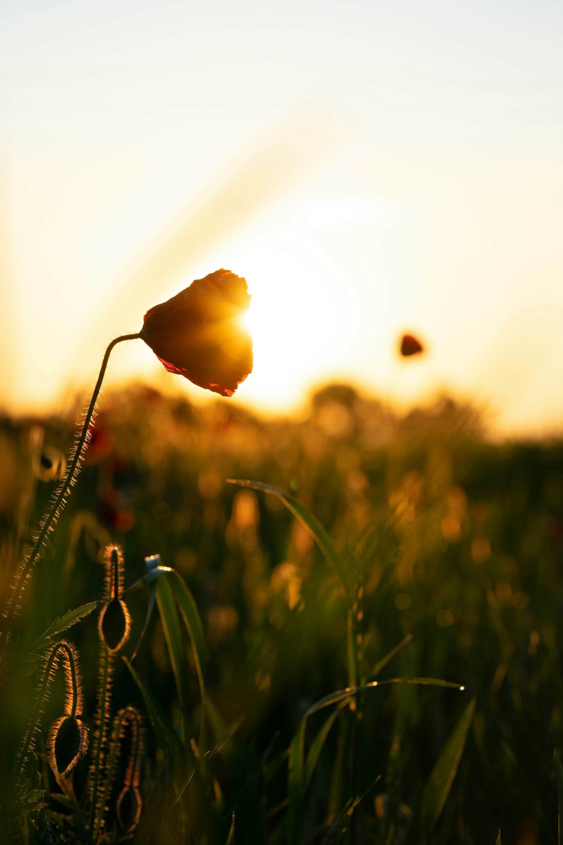 mood coquelicots