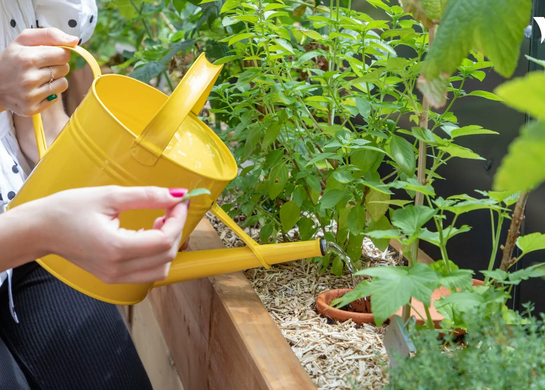 A woman is watering plants at Yubo's urban garden