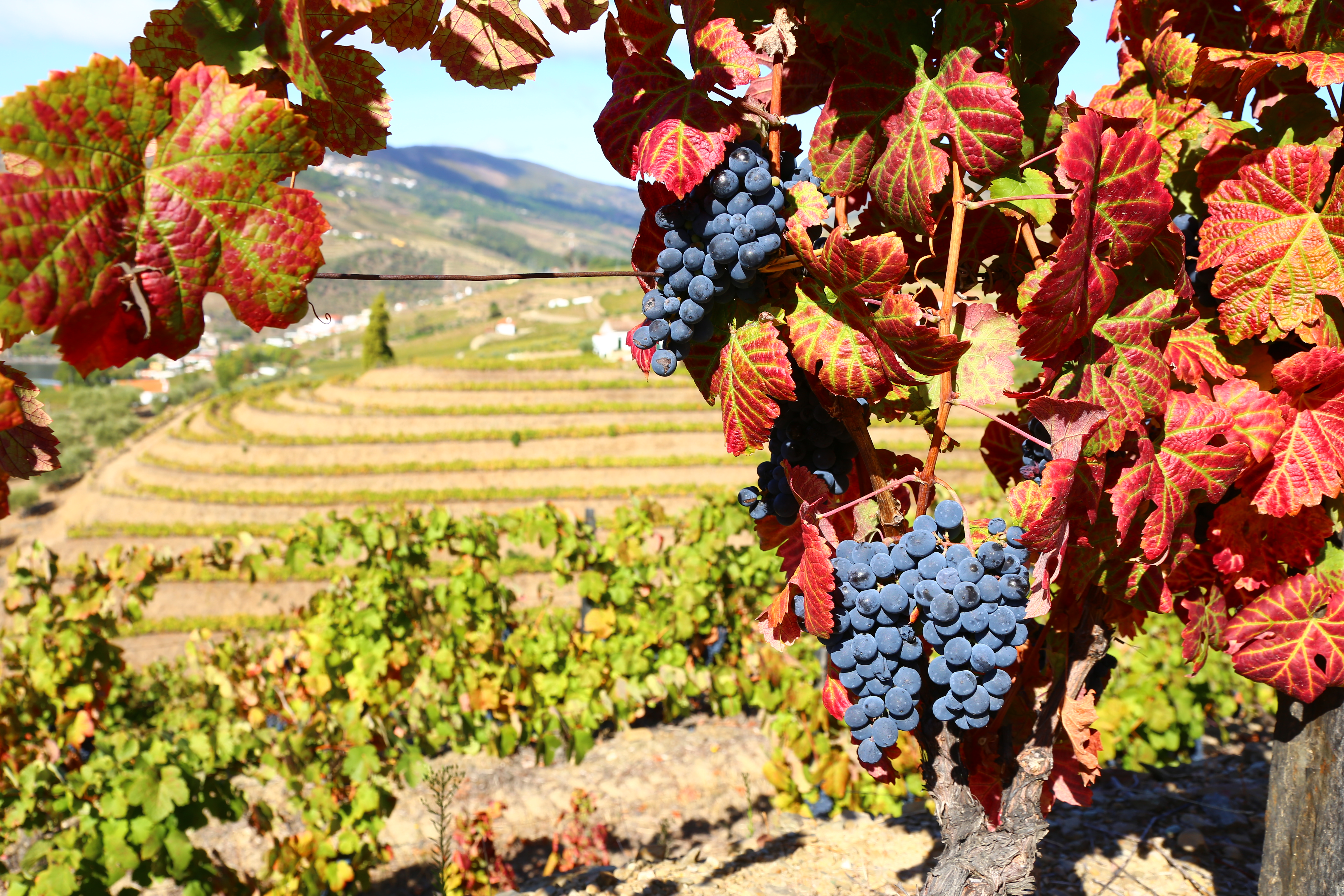 Clusters of deep blue purple grapes on the vine with bright red and green leaves surrounding them, and vineyards on the rolling hills of Portugal's Douro Valley in the background on a sunny day.