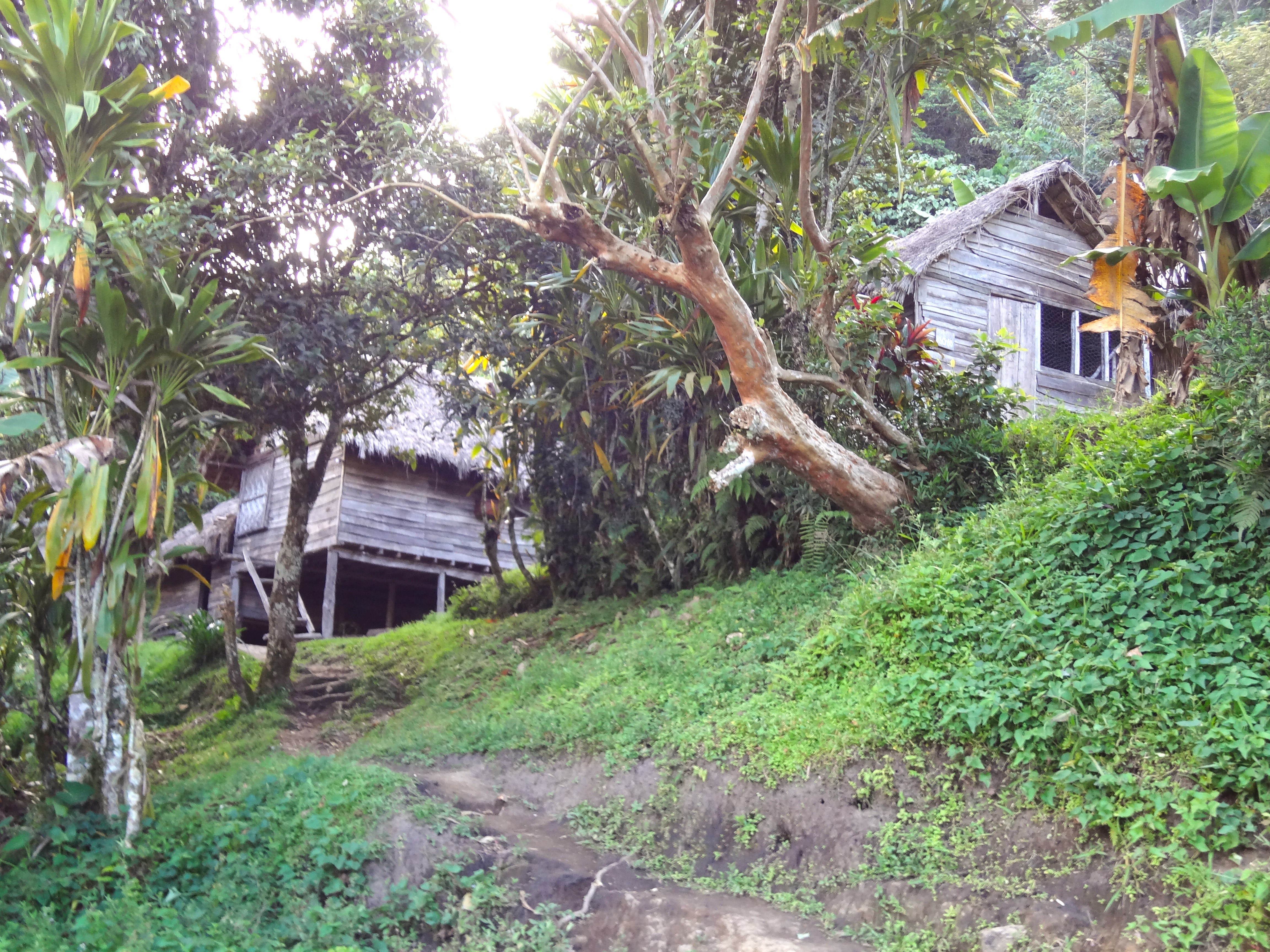 Village huts, the kind where trekkers will stay while hiking along the Kokoda Track in Papua New Guinea, are shown amidst green floor coverings and jungle trees around and in front of the huts.