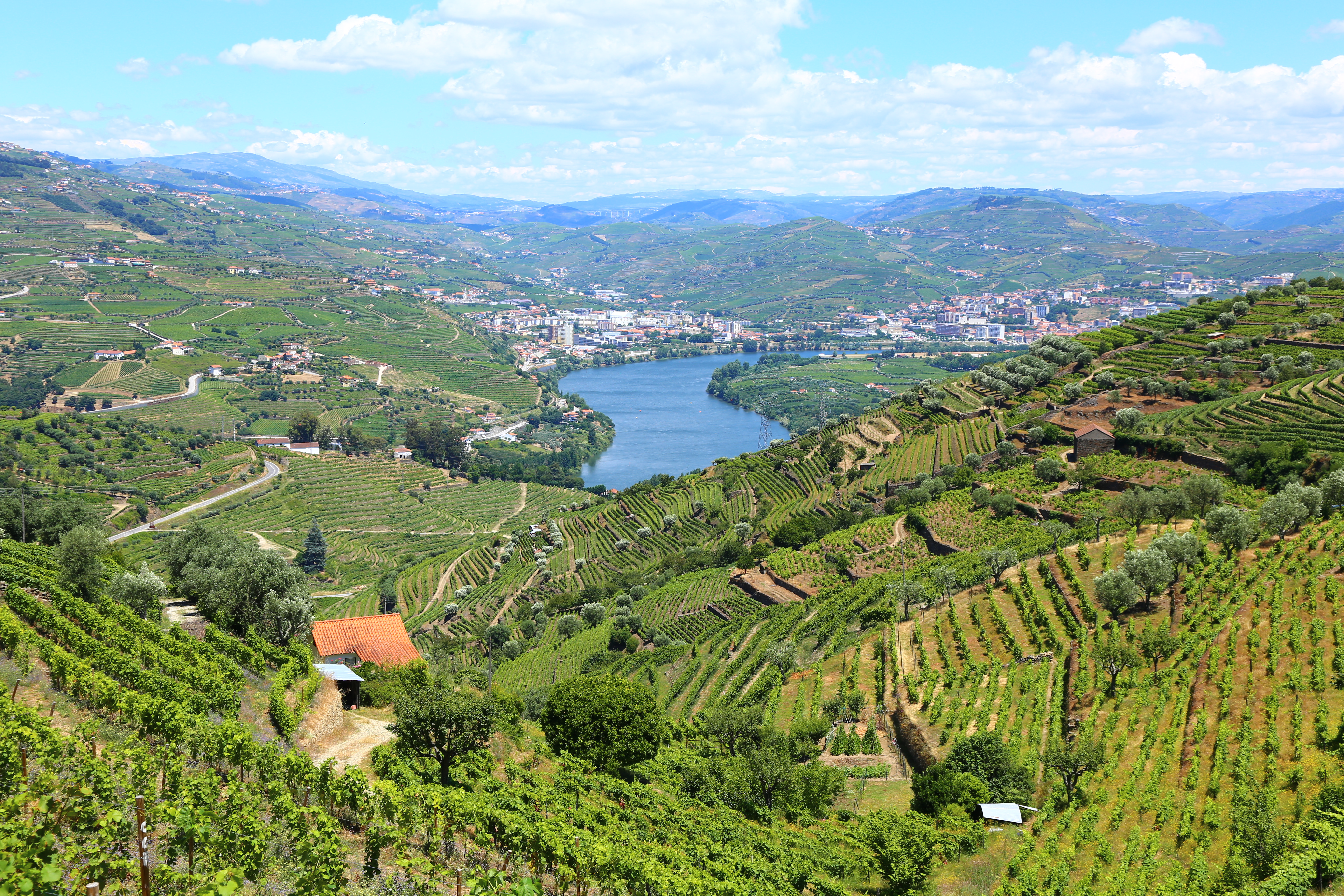 Terraced green vineyards cover rolling hills in Portugal's Douro Valley. Villages are in the background, behind the curving blue Douro River.