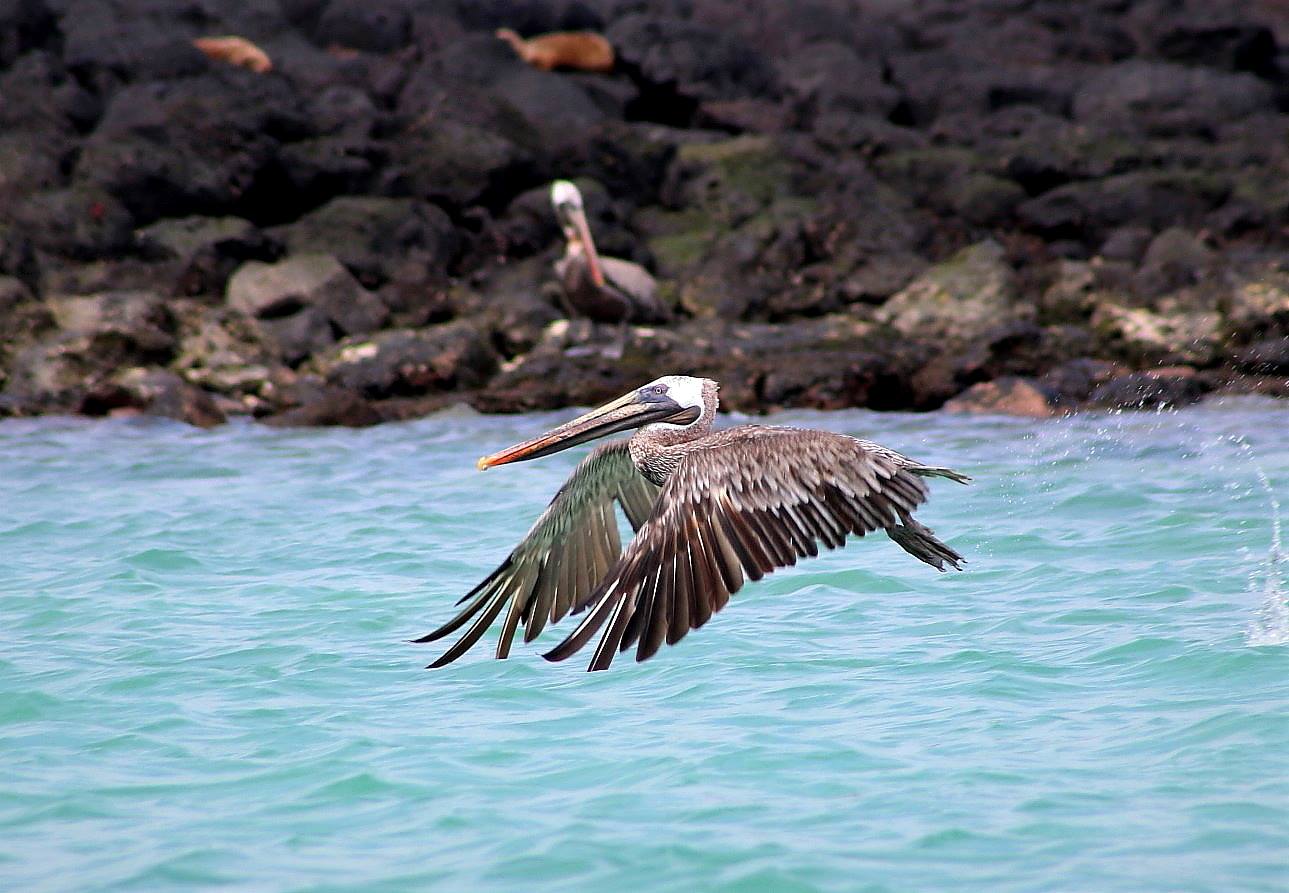 A beautiful bird with a long beak flies down to turquoise water, with a rocky shore and another, similar bird in the background.