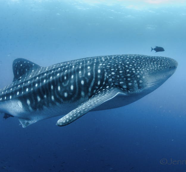 A whale shark is seen swimming to the right in the Galapagos Islands on a citizen science sustainable scuba dive. The water is lighter at the top of the frame as sun comes through, and is darker blue at the bottom.