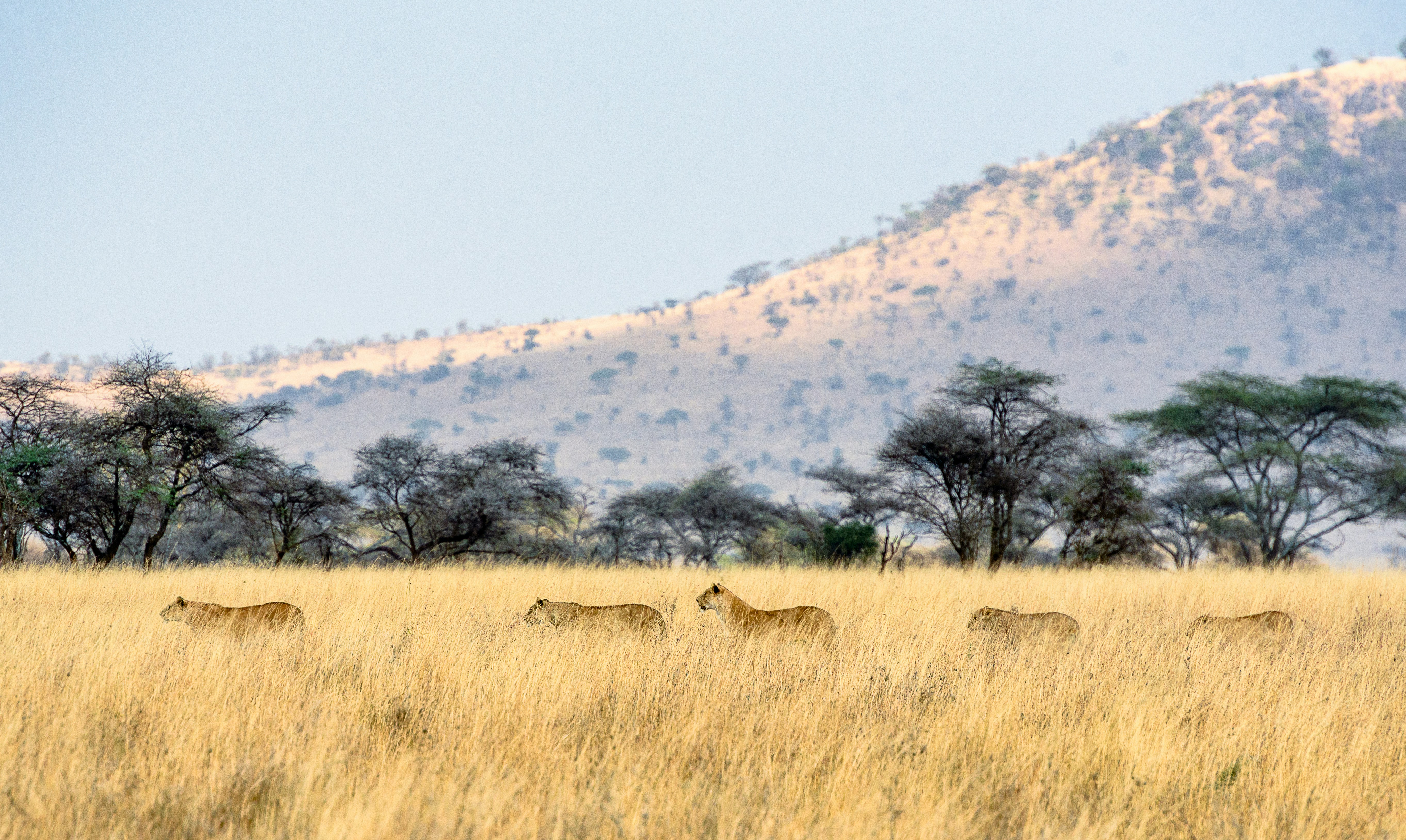 Five lions walk to the left across the grassy plains of the Serengeti National Park in Tanzania. There is a row of green trees behind the yellow grass in the background and a hill beyond that. Above is a hazy sky. You can see these animals on a safari.