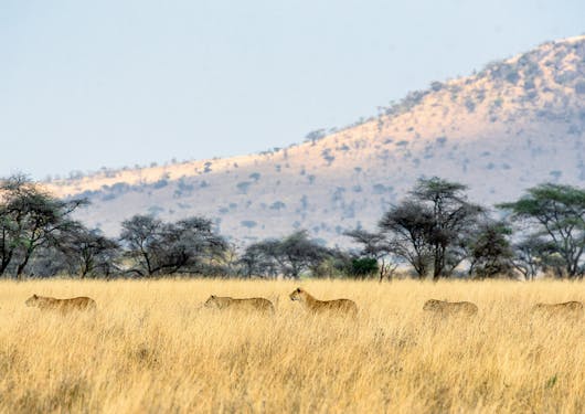 Five lions walk to the left across the grassy plains of the Serengeti National Park in Tanzania. There is a row of green trees behind the yellow grass in the background and a hill beyond that. Above is a hazy sky. You can see these animals on a safari.