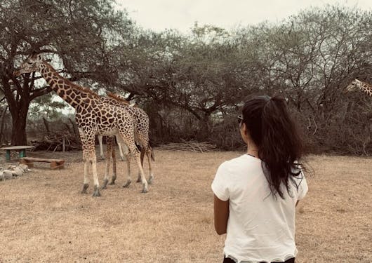 A local Kenyan woman wearing long black pants and a white t-shirt with her dark hair in a ponytail stands facing away from the camera on dry brown grass looking at two giraffes near trees in the distance. It's a cloudy day.
