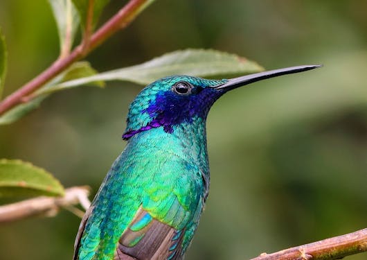A Sparkling Violetear hummingbird from Antisana Ecuador.