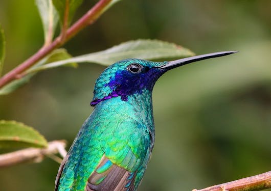 A Sparkling Violetear hummingbird from Antisana Ecuador.