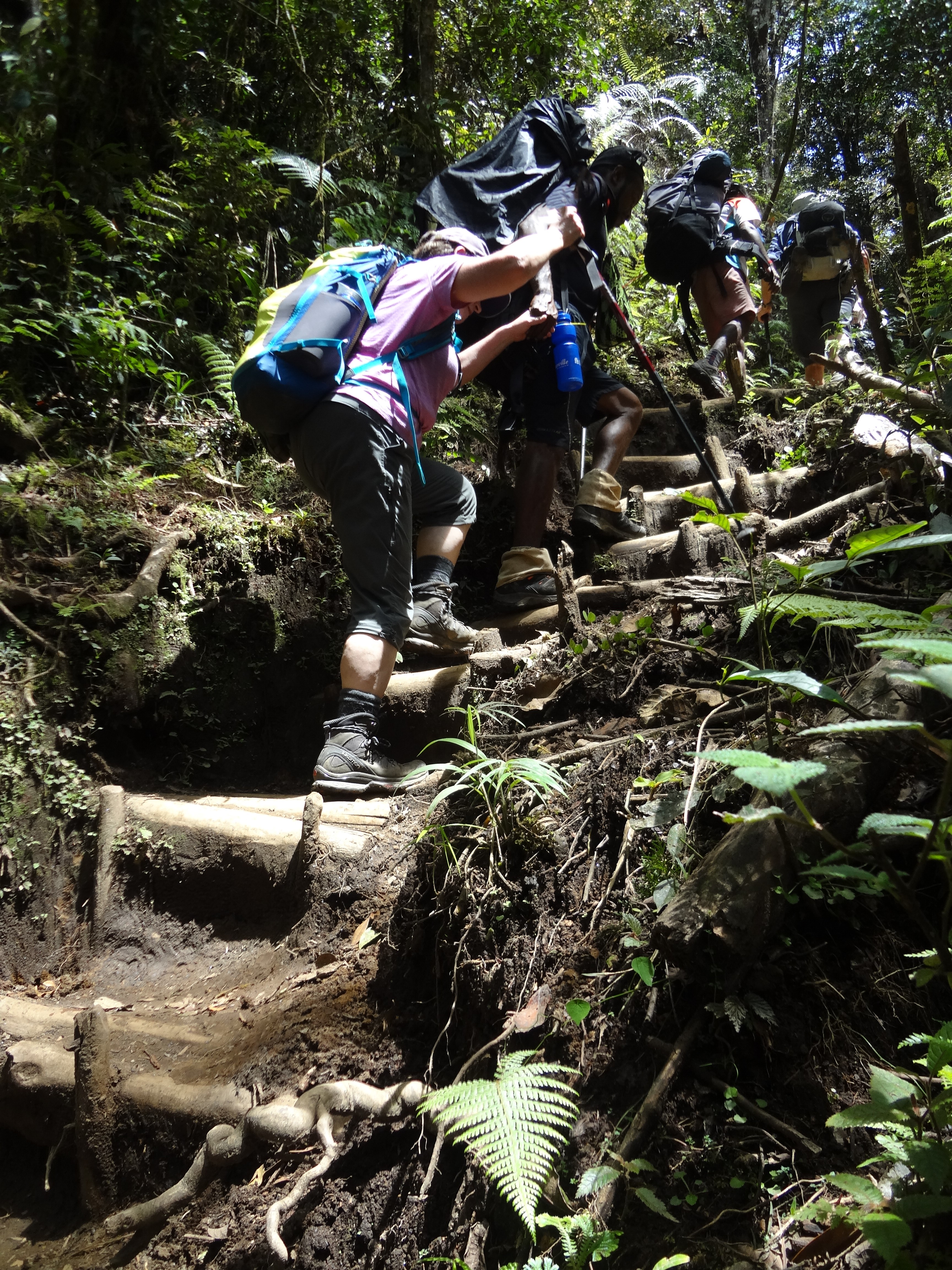 A group of 4 hikers carrying backpacks trek up the Kokoda Track in Papua New Guinea, heading up wooden steps inlaid amidst the trail, with jungle greens on both sides. You can see how steep the incline is from the downward angle of the image.