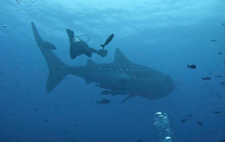 A scuba diver in the Galapagos Islands on a citizen science sustainable scuba dive trip swims close to a whale shark; little fishes are around and in front of them. Water is light blue at the top and darker blue by the bottom of the frame, with medium visibility.