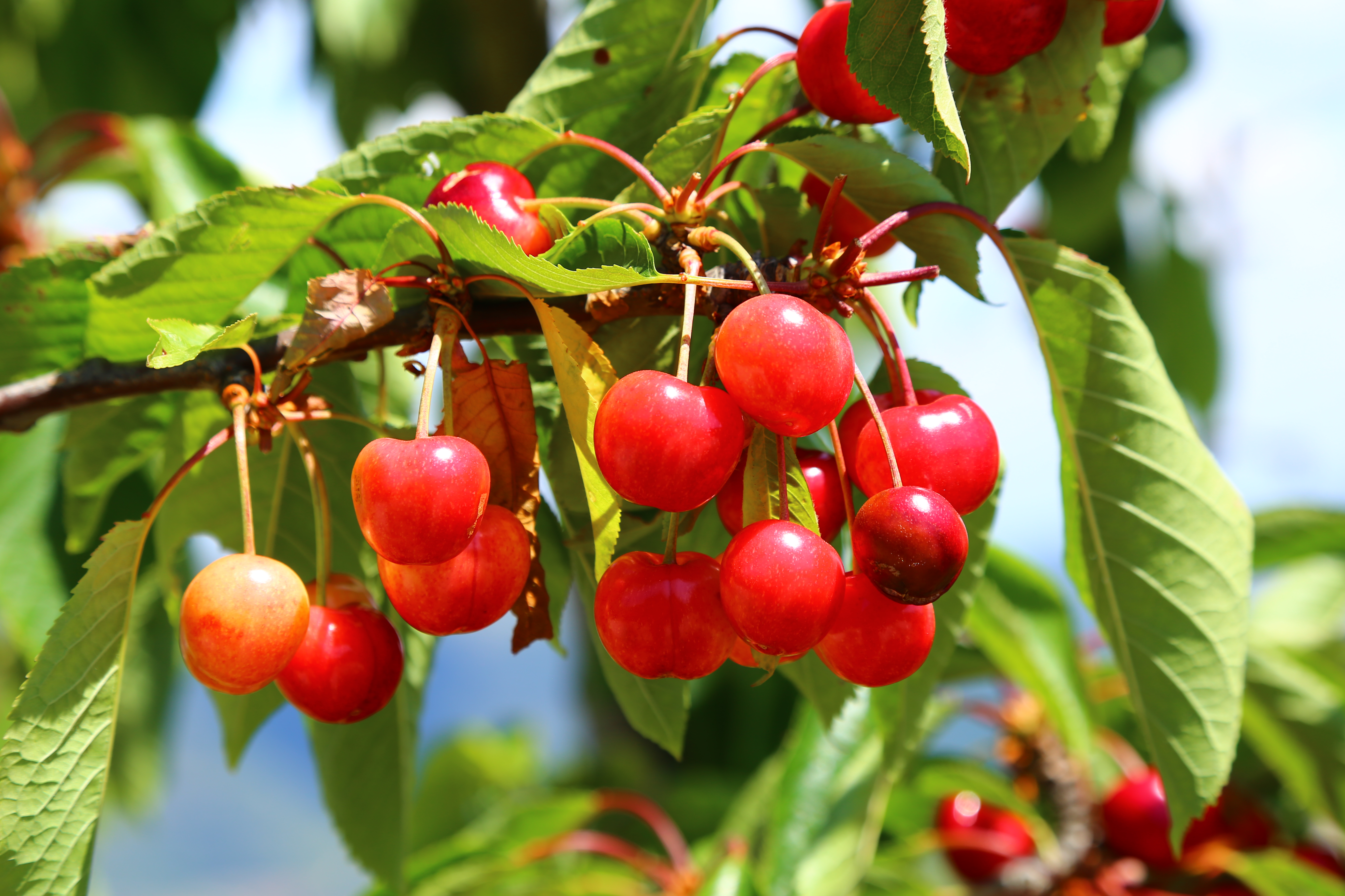 A cluster of bright red cherries on the vine with green leaves in Portugal's Douro region.