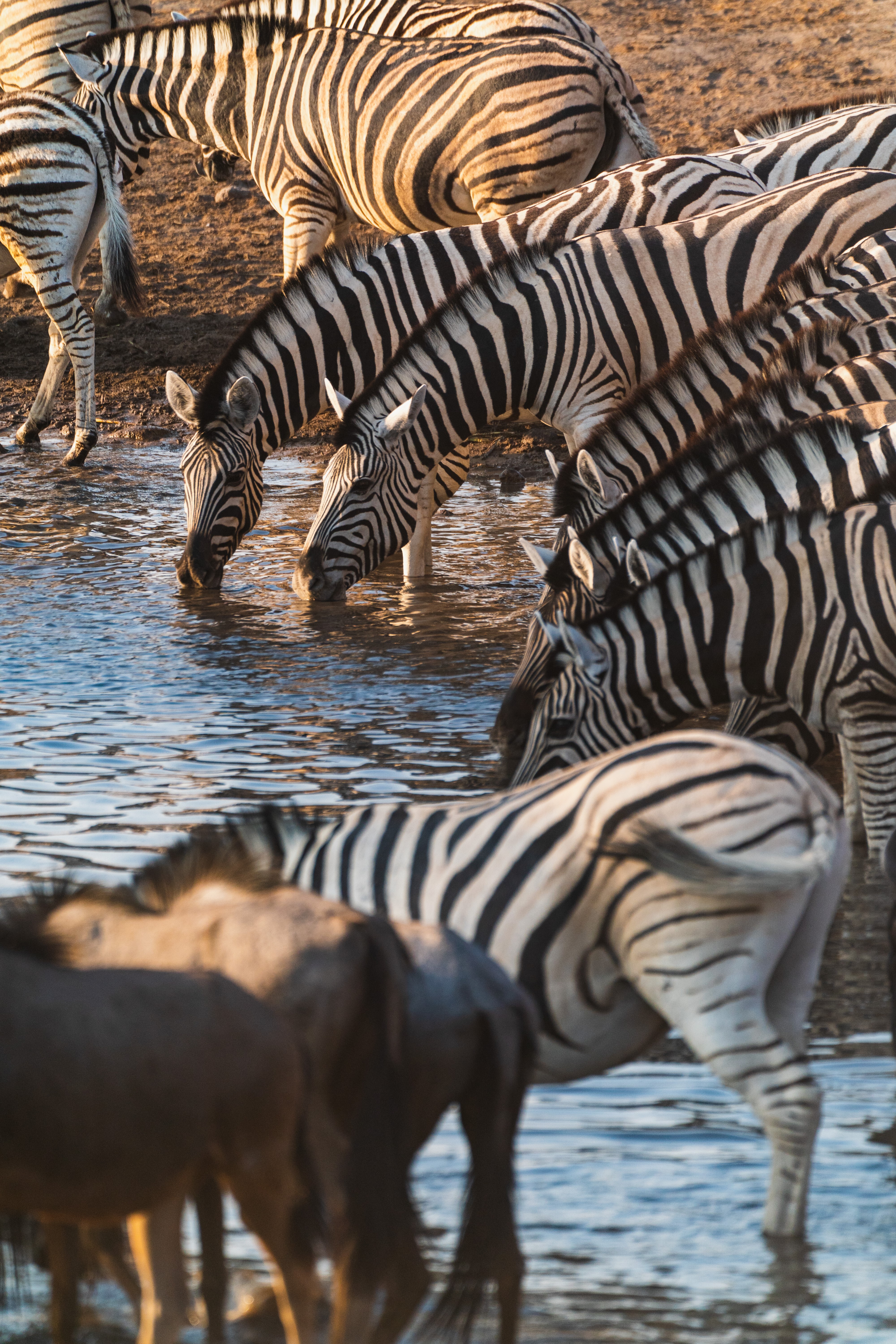 A herd of zebras drink at a watering hole during golden hour in Tanzania. These are animals you could see on a safari.