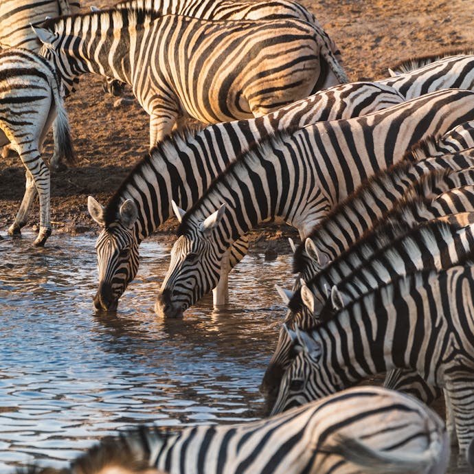 A herd of zebras drink at a watering hole during golden hour.