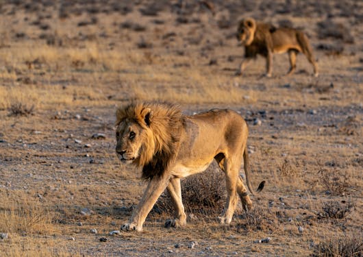 An adult lion walks in the front and center of the camera, looking majestic in golden hour sunlight. Another adult lion, blurred, walks in the background.