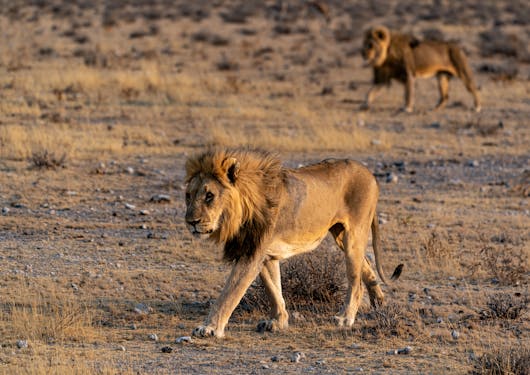 An adult lion walks in the front and center of the camera, looking majestic in golden hour sunlight. Another adult lion, blurred, walks in the background.