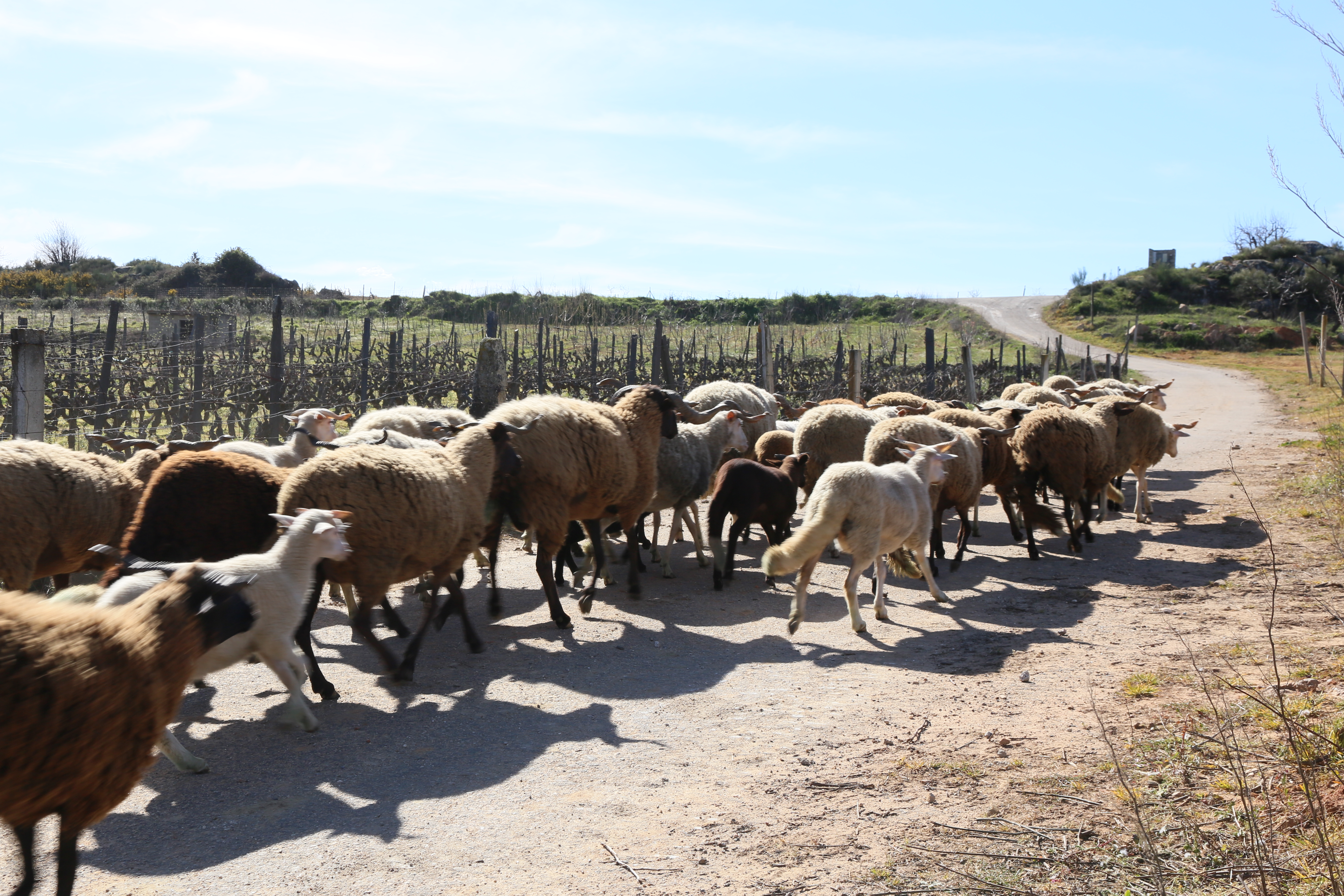 A herd of white and brown sheep walk along a dirt road on a sunny day in Portugal's Douro region.