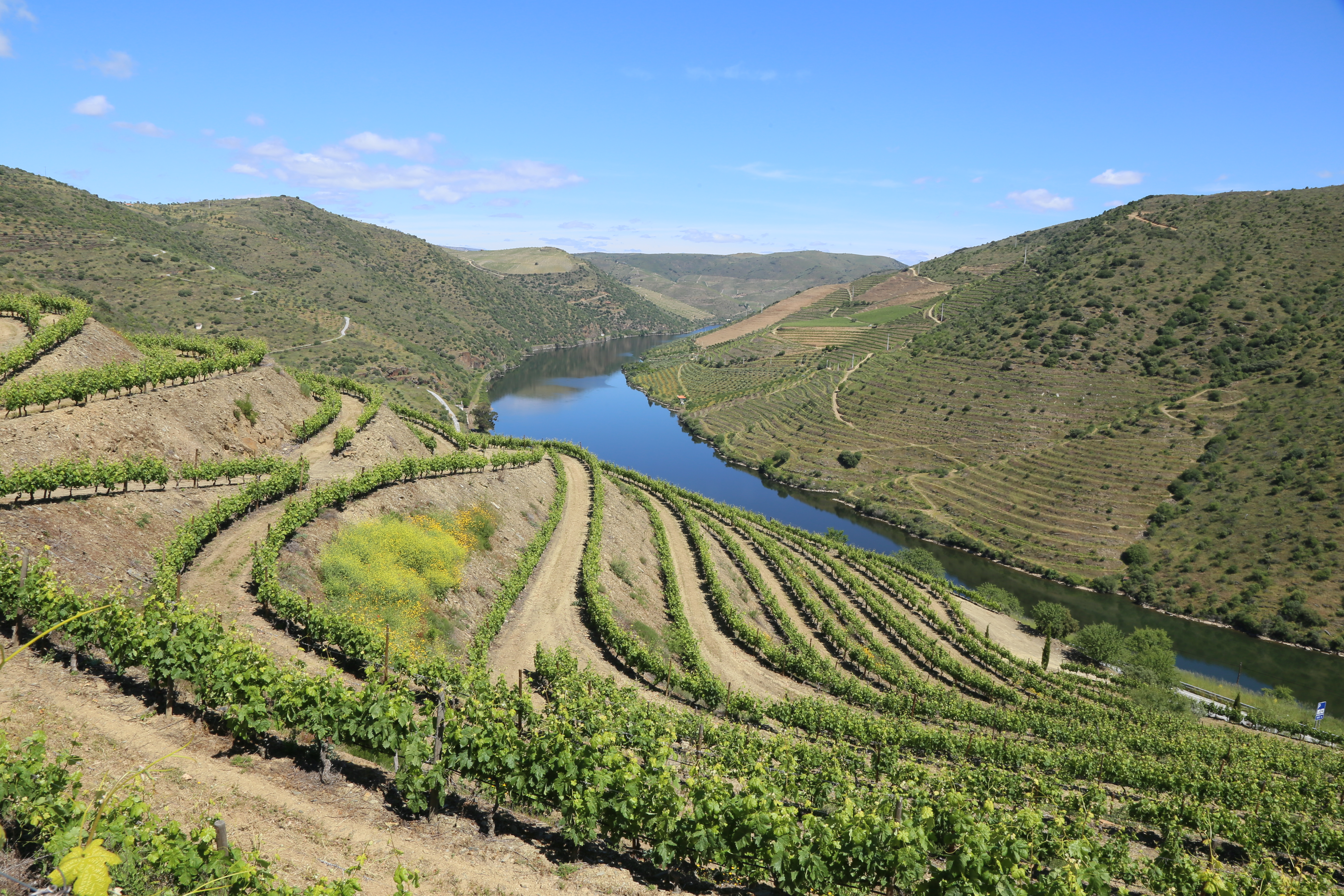 The Douro River curves through the valley of vineyards and rolling hills in Portugal.
