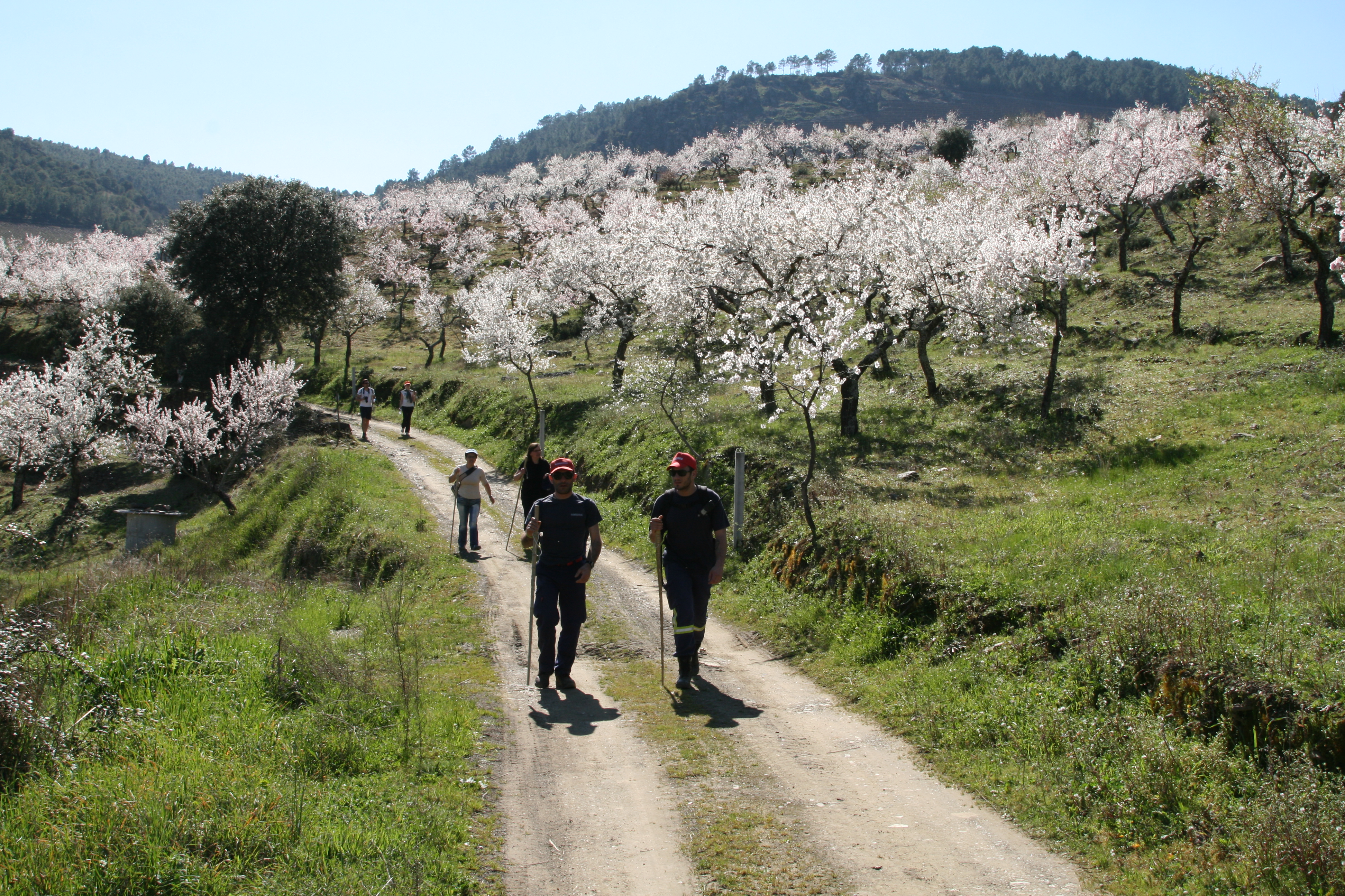 A group of 4 hikers are in the foreground coming down a dirt path toward the camera, with two more following in the background. There is greenery and white-blossomed cherry trees on both sides.