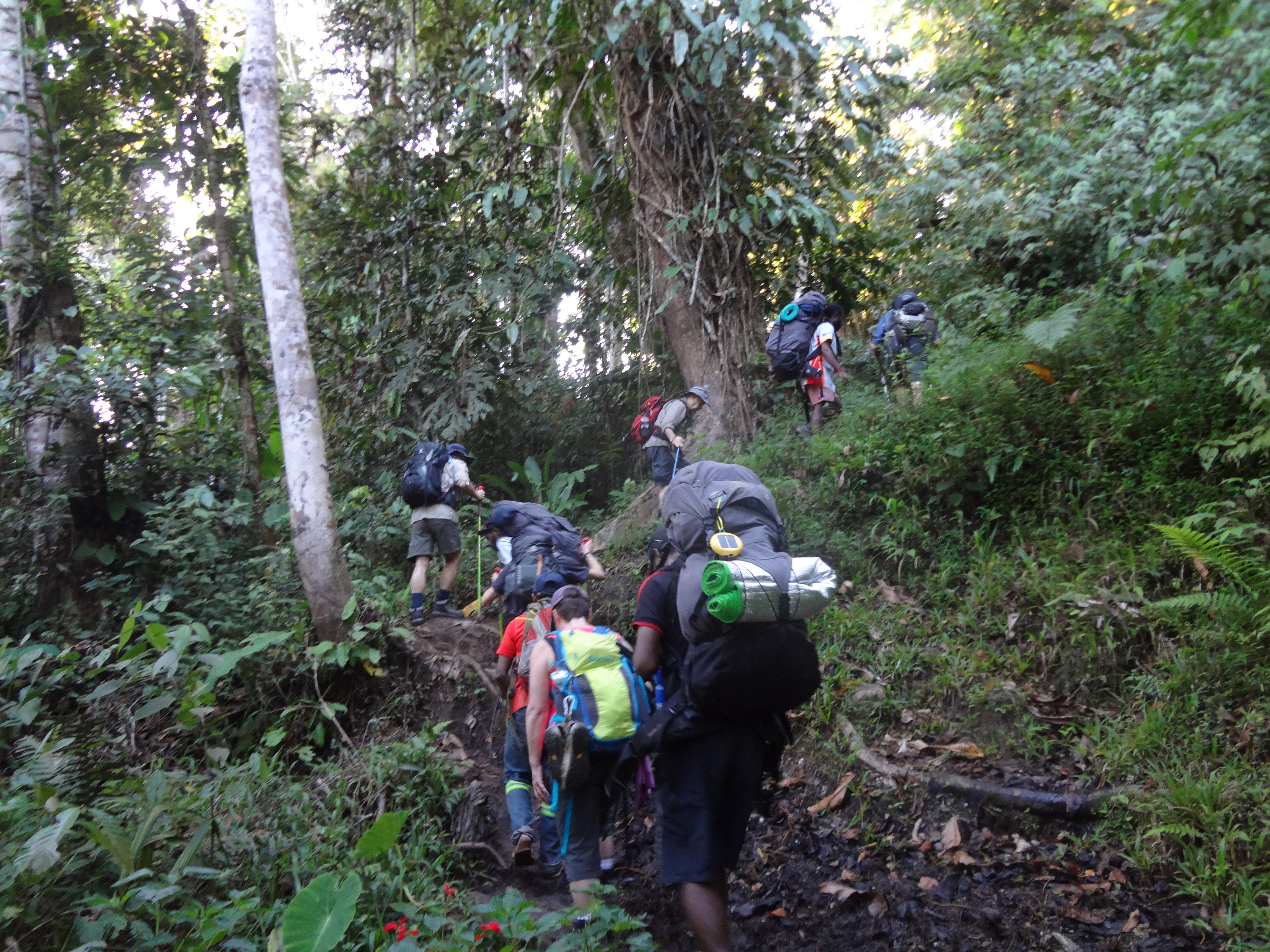 A group of about 7 adult hikers carrying backpacks trek along the Kokoda Track in Papua New Guinea, through a green jungle.