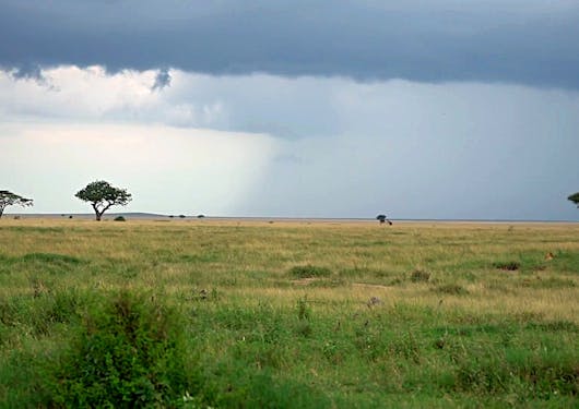 The plains of the Serengeti National Park in Tanzania extend out, without an animal in site, and just a few trees dotting the horizon. The sky is a dark grey and you can tell that it's raining in the distance by the dark slant of the clouds.