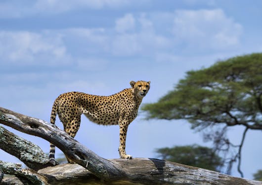 A cheetah stands on a wooden log in the Serengeti National Park in Tanzania, we can see its side profile, and its looking in the direction of the camera. There are green trees in the background to the right, and a lightly cloudy blue sky above. You can see this animal on a safari.
