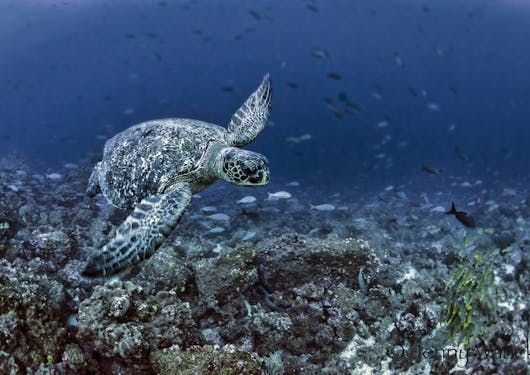 A turtle is seen swimming to the right, with lots of smaller fish in the background. They are in the Galapagos Islands and seen on a citizen science sustainable scuba dive. The water is a dark blue and the turtle is well-lit as it swims above some rocks on the ocean floor.