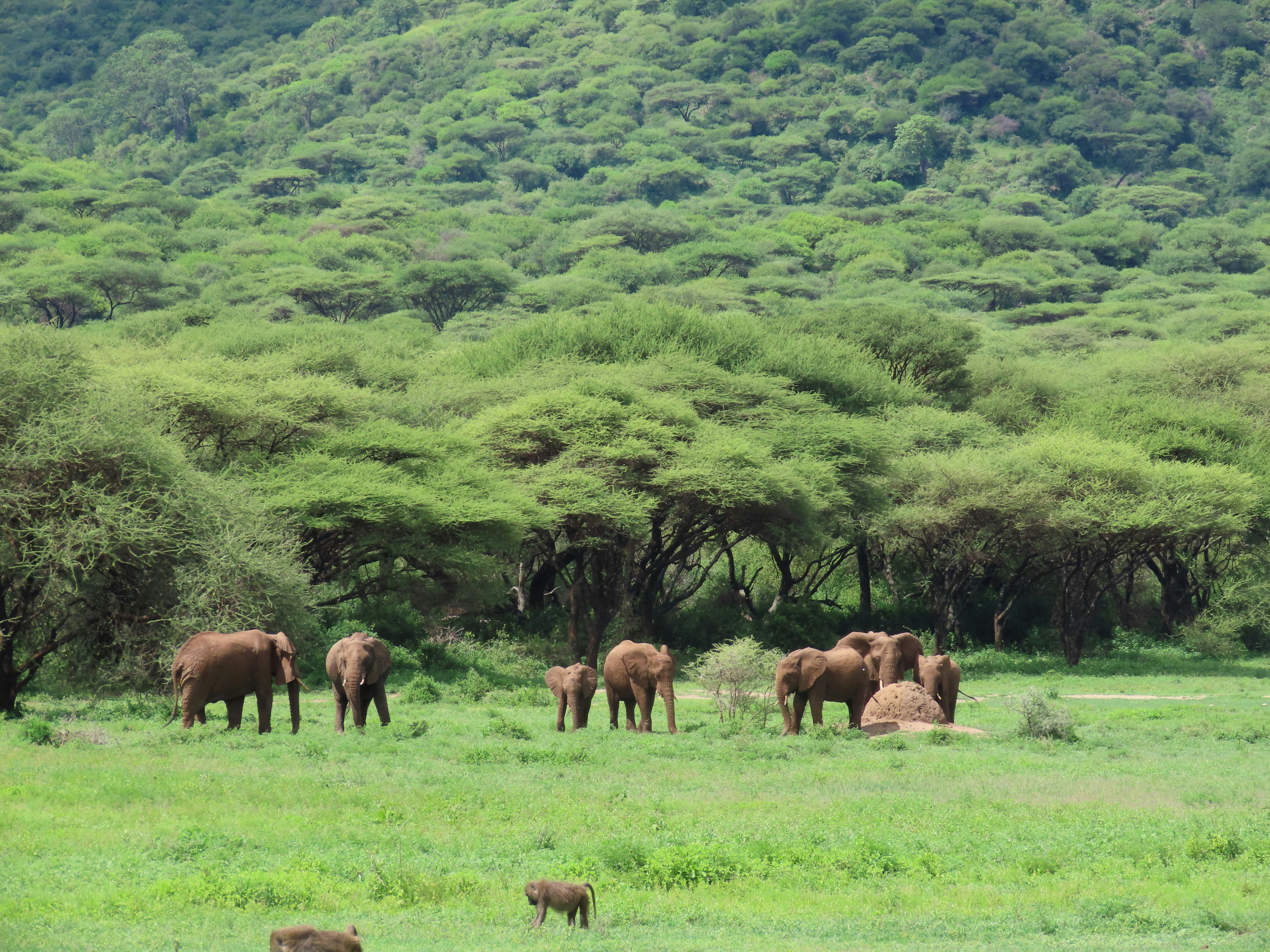 A herd of 7 elephants stand in green grass of the Ngorongoro Crater highlands area, with lush greenery behind them sloping up a hill. This is in the Ngorongoro Crater Park in Tanzania. You may see these animals on a safari.