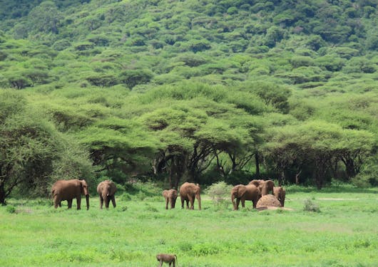 A herd of 7 elephants stand in green grass of the Ngorongoro Crater highlands area, with lush greenery behind them sloping up a hill. This is in the Ngorongoro Crater Park in Tanzania. You may see these animals on a safari.