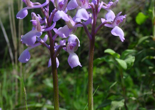 Purple wildflowers bloom in the sunshines against a green and brown backdrop, with only the flowers in focus.