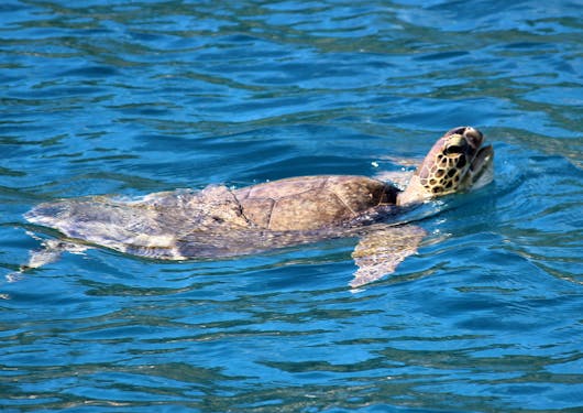 A Carretta Caretta loggerhead turtle swims in Turkiye's bright blue water with its head in the air.