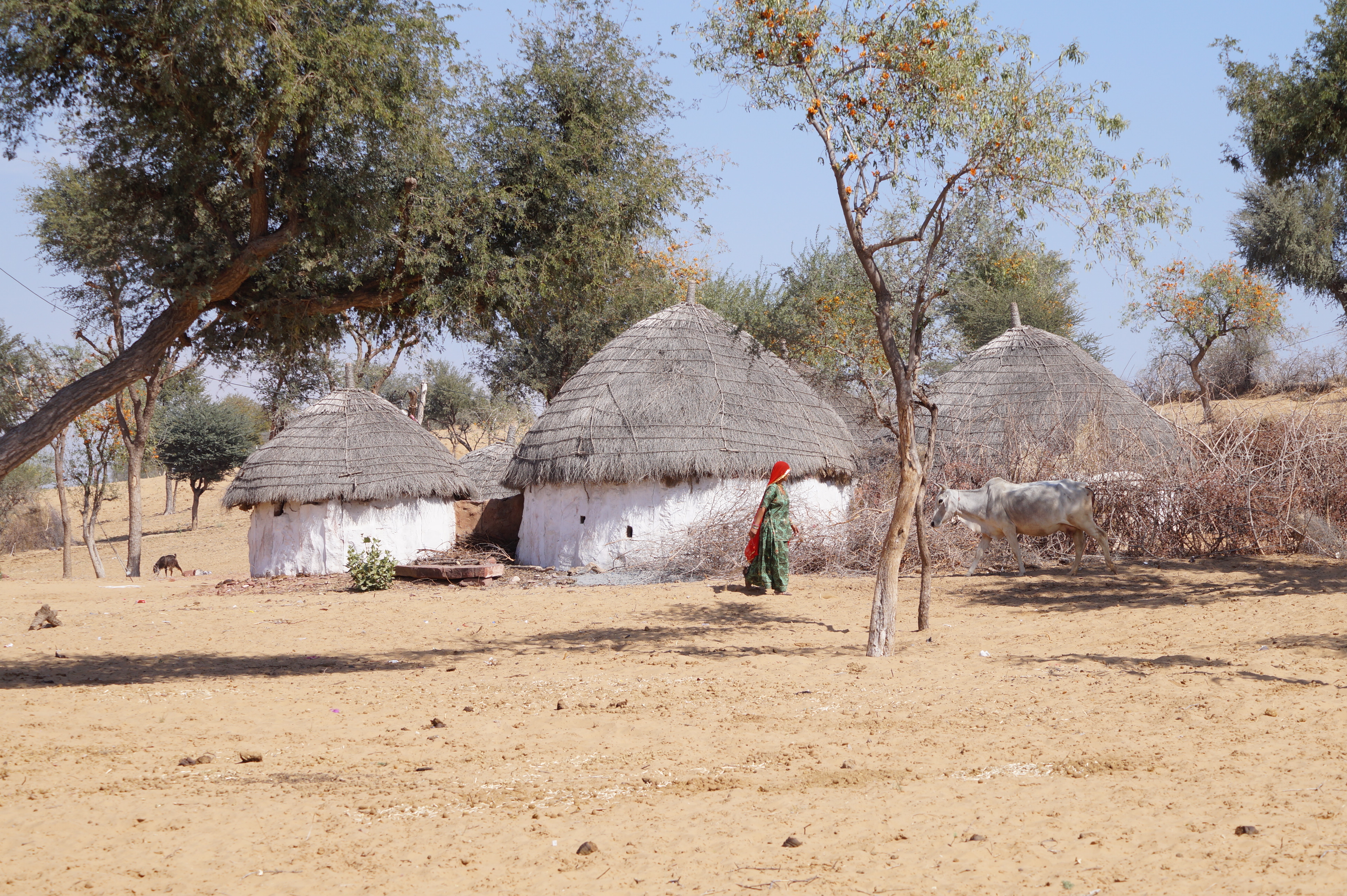 Several thatched huts are shown on an arid, brown growth with some trees in the background and to the side, and a woman wearing green garb and a red head covering walking towards a cow on the right hand side of the screen.