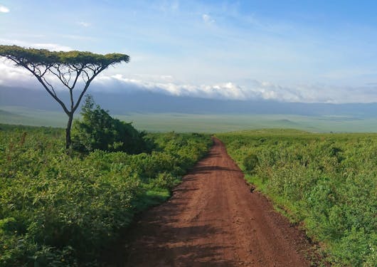 A brown dirt road extends through grassy plains on both sides, with a classic African tree to the left and clouds out in the distance on the horizon. This is in the Ngorongoro Crater Park in Tanzania.