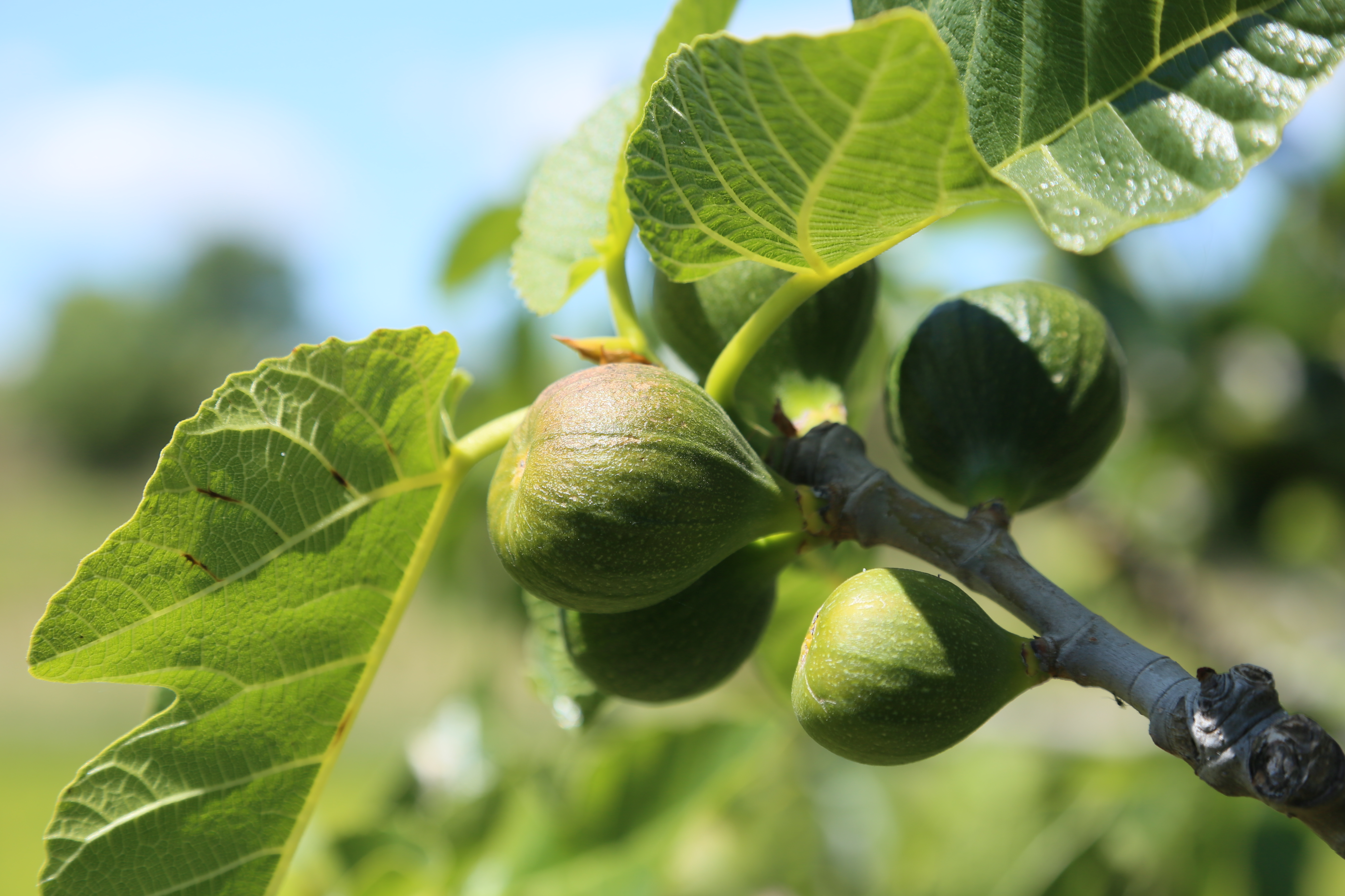 This image is a close up of figs still attached to the tree in the sunlight in Portugal.