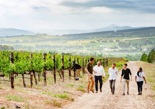 A group of 5 adults are walking through a vineyard, toward the camera, in the Cape Winelands of South Africa. The guide is wearing khaki shorts and a green shirt, and he is facing the other 4 Caucasian men and a Black woman. All 4 other people are wearing white or navy and black. Vines are off to the left with an employee bent over tending to them. Rolling hills are in the background. It's cloudy.