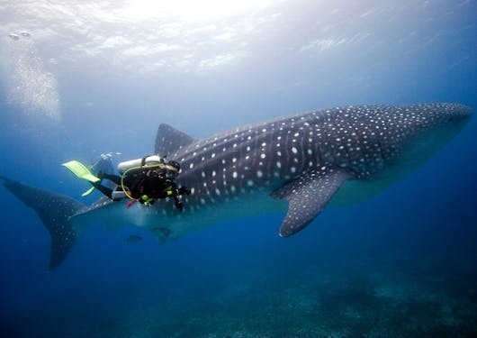 A scuba diver in the Galapagos Islands on a citizen science sustainable scuba dive floats next to a whale shark about 5 times longer than the human. The water has a sun spot coming through the surface and is dark blue by the bottom of the frame.
