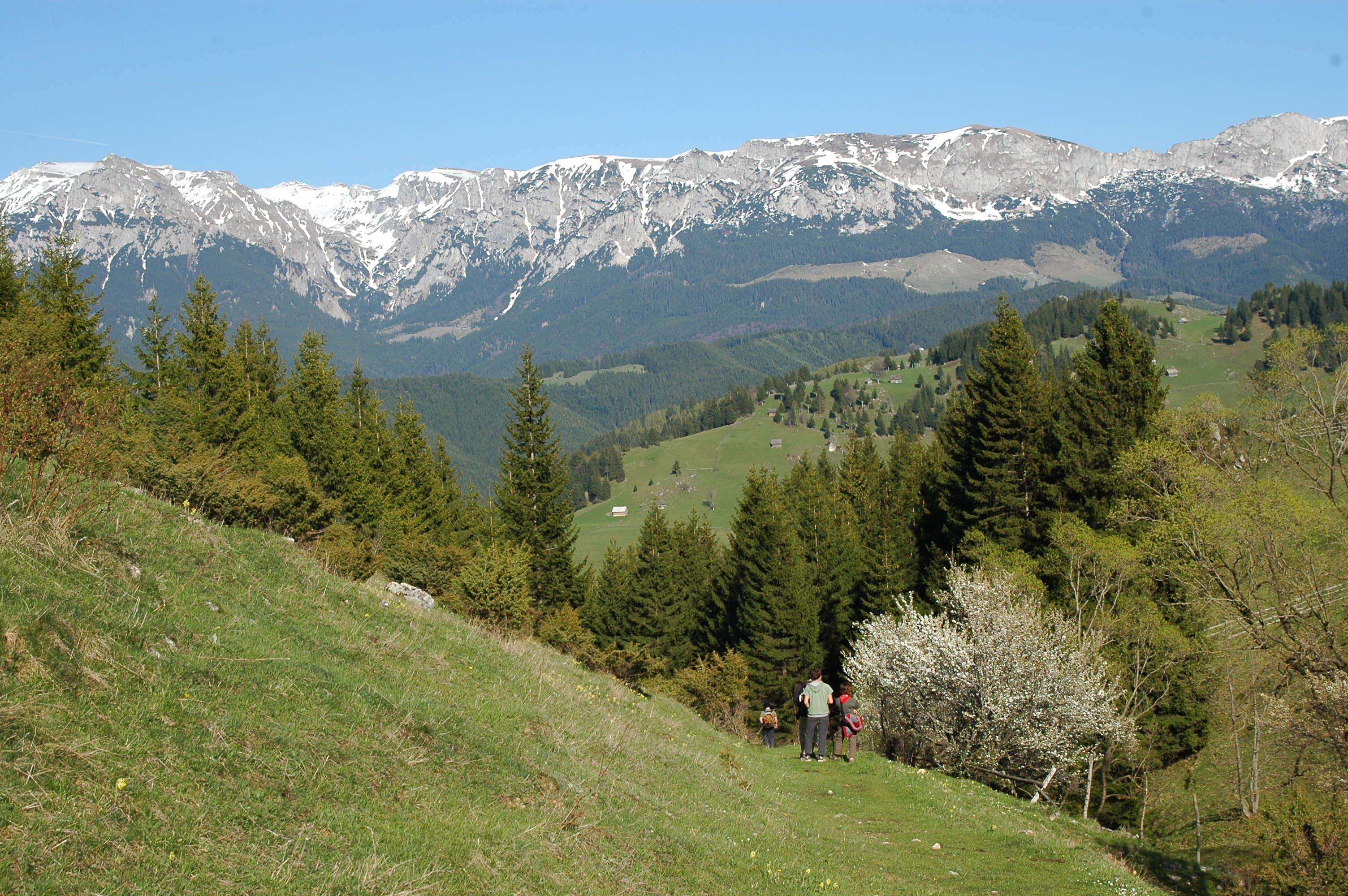 The rolling green hills of Romania's Carpathian Mountains are in the foreground, where there are several hikers heading down a grassy trail. Snow capped hills are in the background.