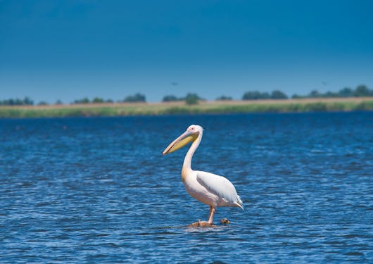 A white pelican sits alone in the waters of the Danube Delta in Romania. In the background, you can slightly see the tall green grasses and deep blue waters of the Delta's environment. 
