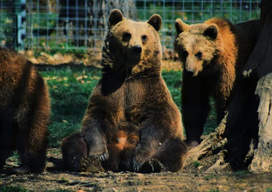 A bear sits staring off-centre with another closely behind him and another to its side. The bears are clearly sitting under a tree as the tree trunk sits in the foreground. In the background, you can slightly see the fencing of the sanctuary.