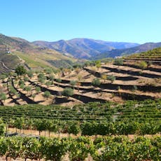 Rolling green vineyards in Portugal's Douro Valley with a blue sky in the background.