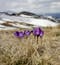 Several purple flowers sit alone on a dry grassy field with snowy hills in the background - the first blossoms of spring!