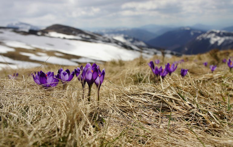 Several purple flowers sit alone on a dry grassy field with snowy hills in the background - the first blossoms of spring!