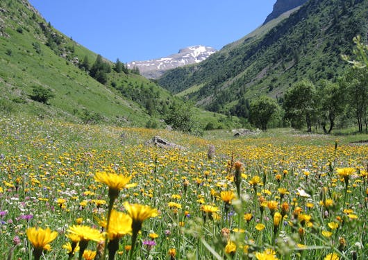 A field of yellow alpine wildflowers in the valley of mountains, with green slopes on either side and a snow-specked hill in the background.