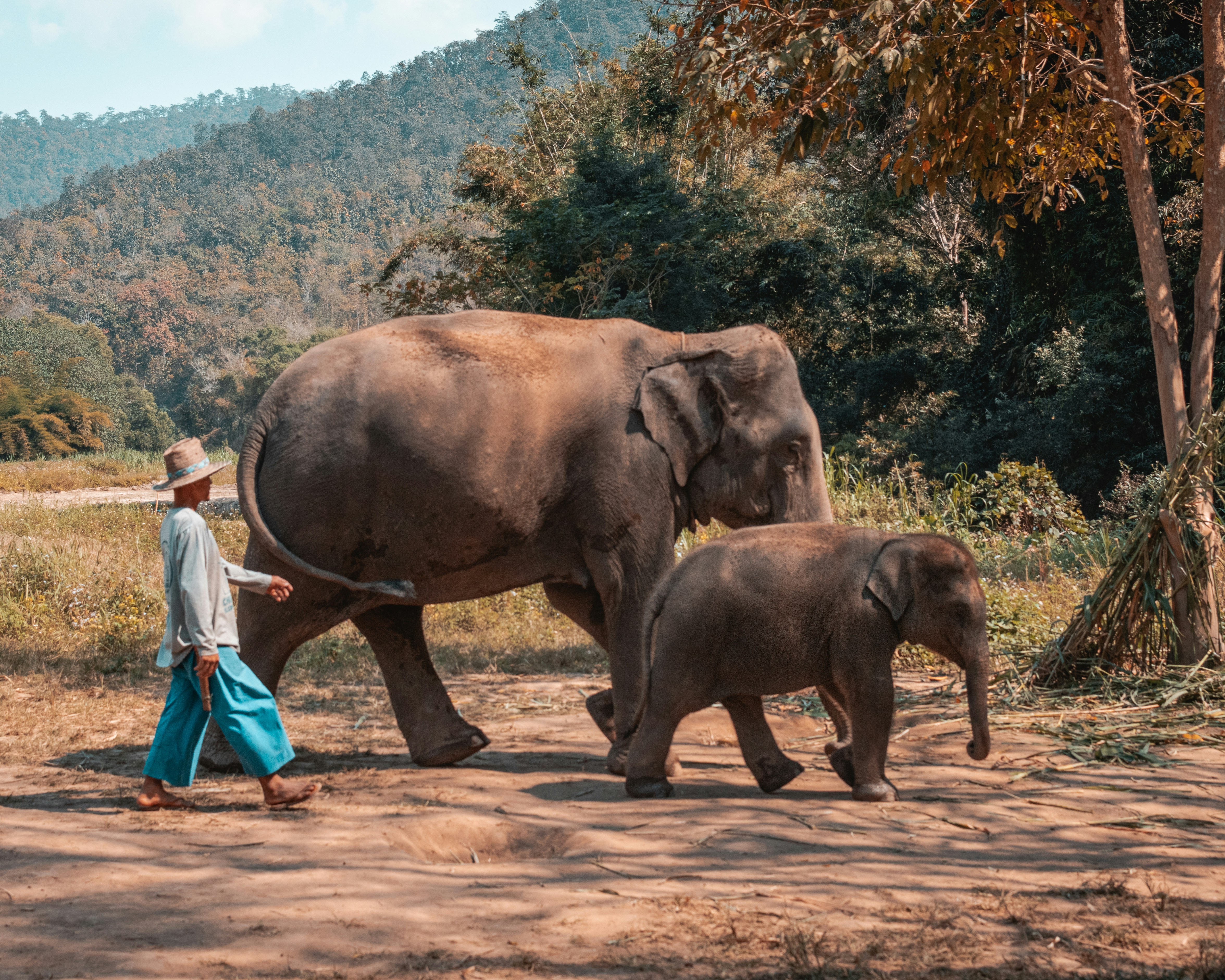 An adult and baby elephant in Thailand are shown walking together toward the right of the frame with a Mahout in traditional dress (long blue pants, a long sleeve grey shirt, and a sun hat) walks with them across the dirt. There are hill covered trees in the background.