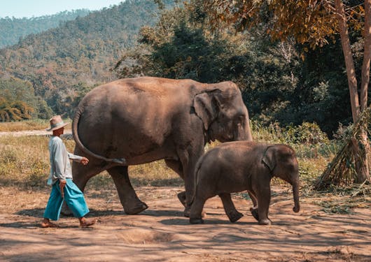 An adult and baby elephant in Thailand are shown walking together toward the right of the frame with a Mahout in traditional dress (long blue pants, a long sleeve grey shirt, and a sun hat) walks with them across the dirt. There are hill covered trees in the background.