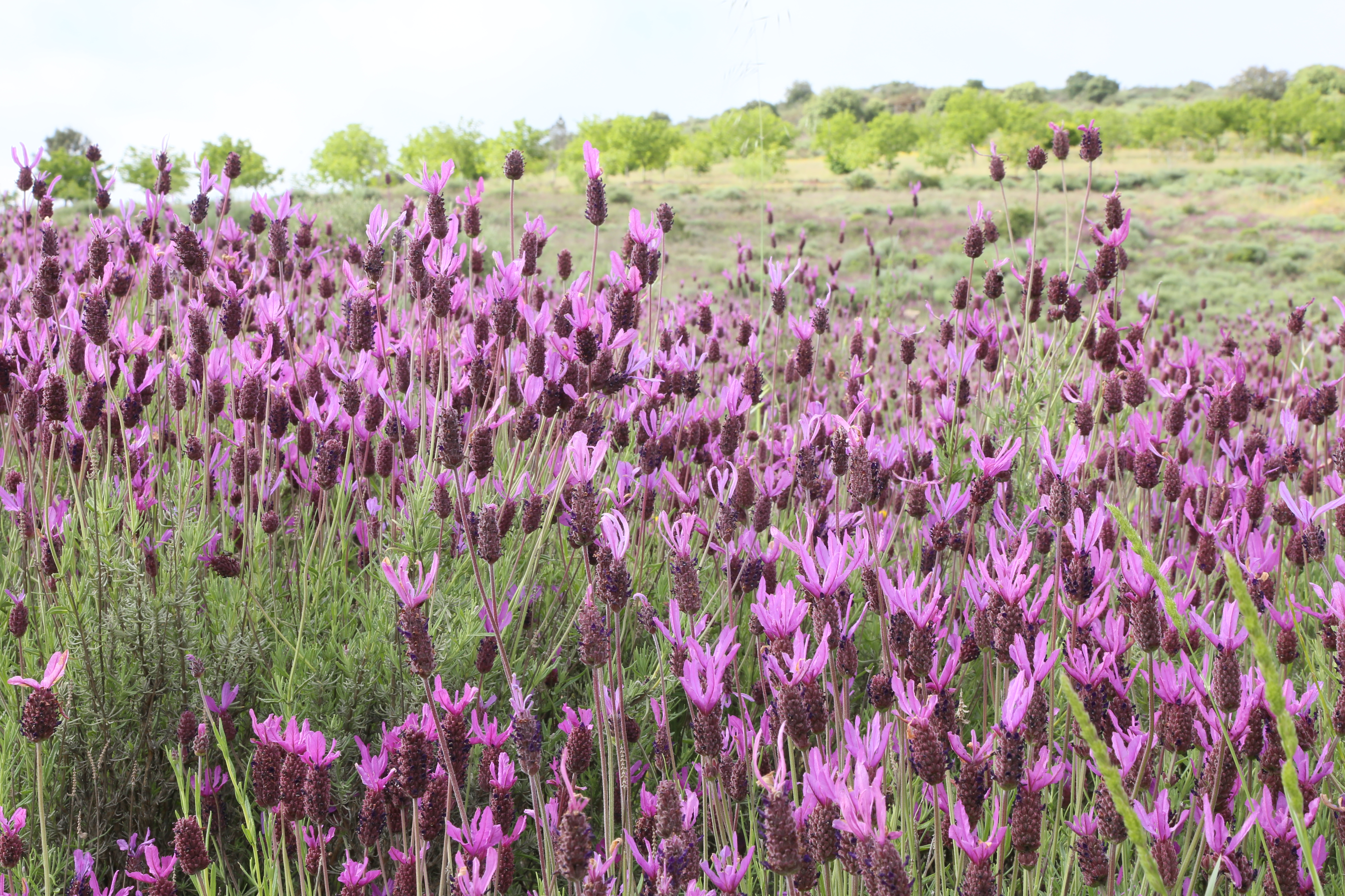 Purple wildflowers blossom in a field in Portugal