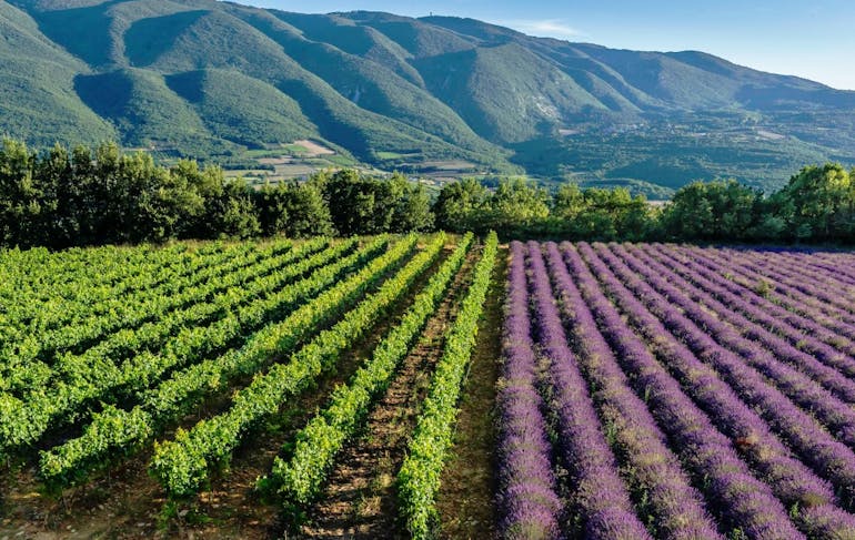 Rows of green - probably vineyards - are on the left-hand side of the frame right up until the center point, at which the neat horizontal rows turn purple with lavender in the Luberon region of France. There are green hills in the background and it's a sunny day.
