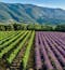 Rows of green - probably vineyards - are on the left-hand side of the frame right up until the center point, at which the neat horizontal rows turn purple with lavender in the Luberon region of France. There are green hills in the background and it's a sunny day.