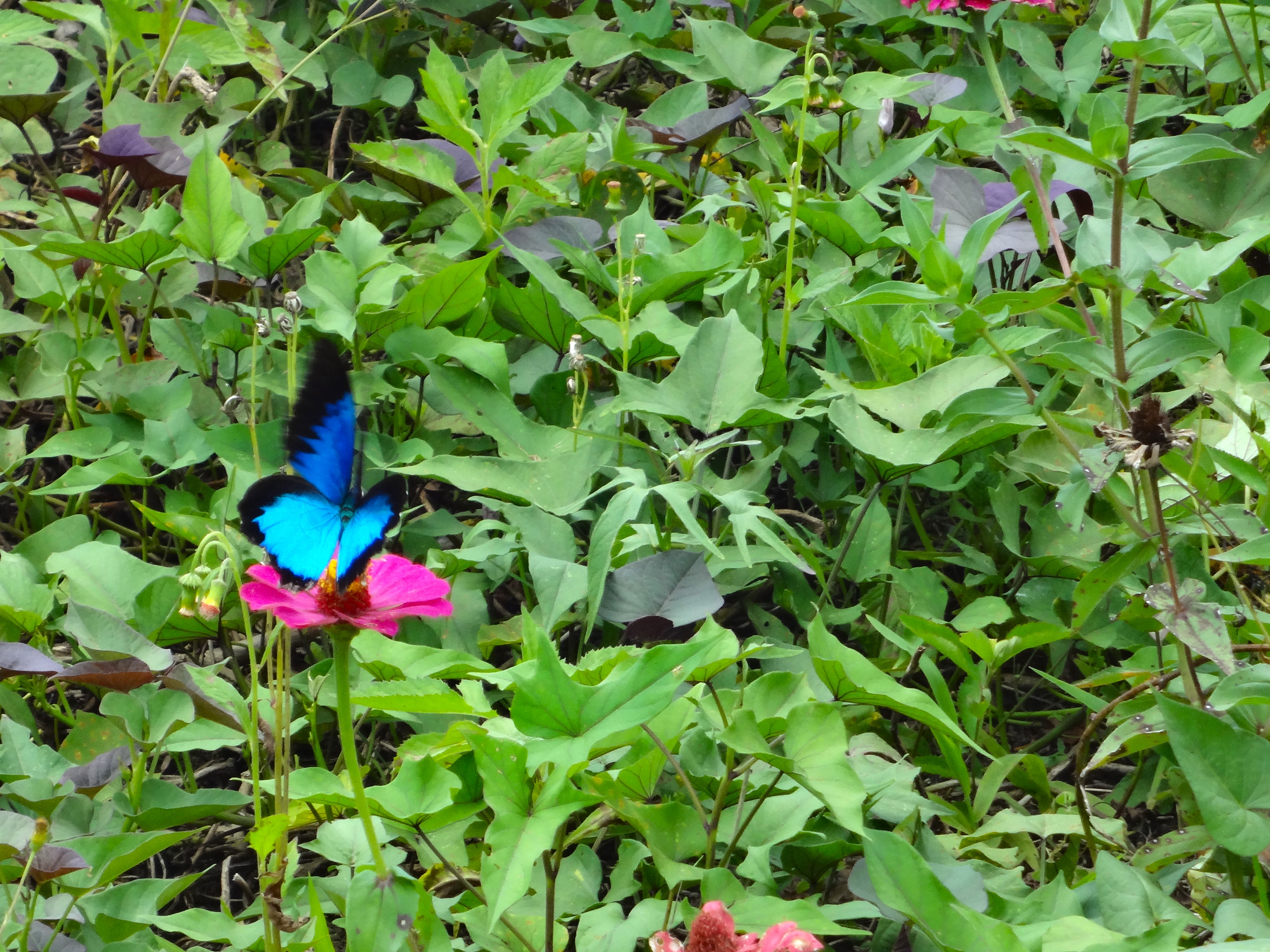 A magnificent blue and black butterfly is shown on lush greenery along the Kokoda Track in Papua New Guinea.