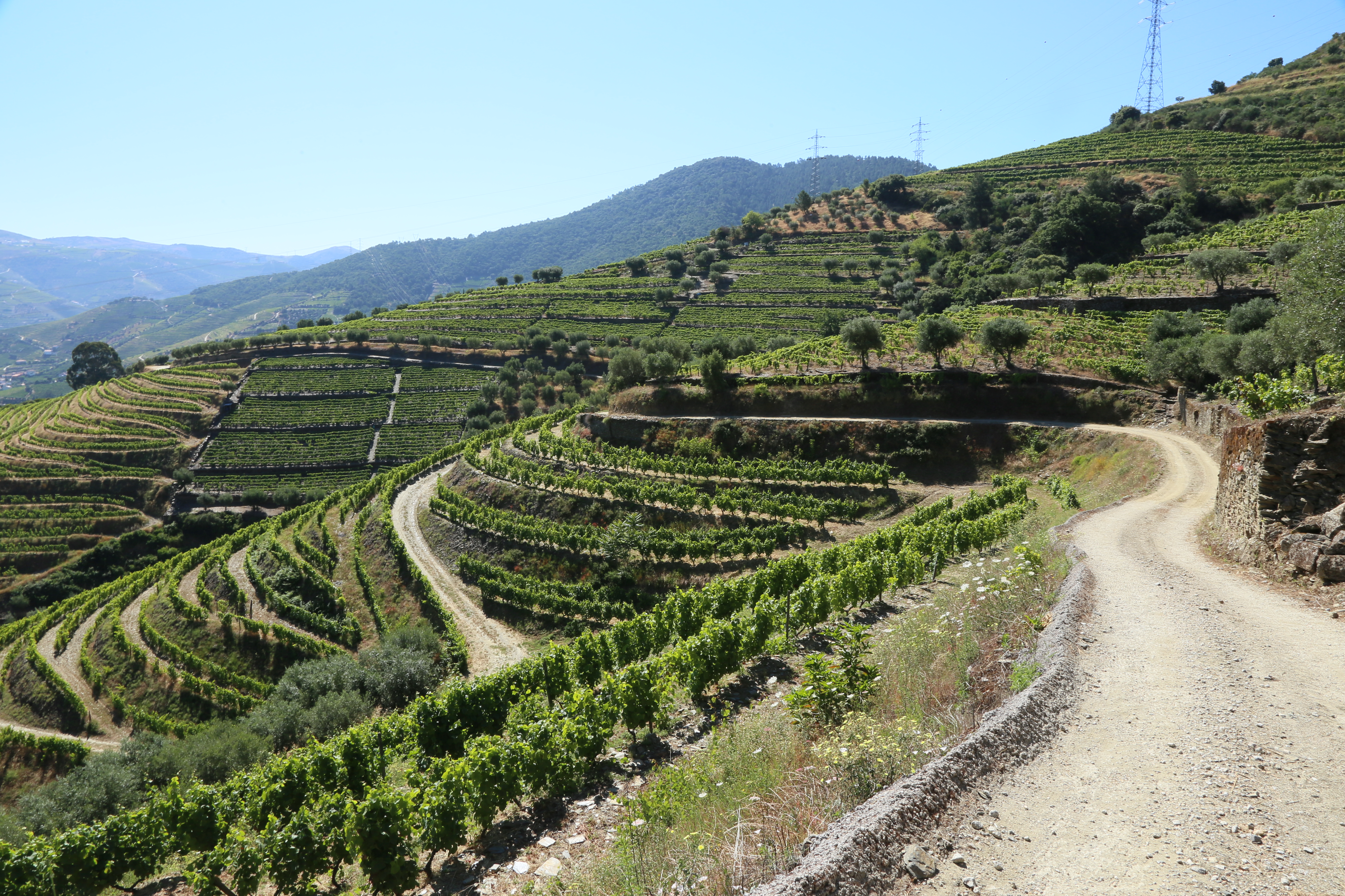 Patterned, terraced vineyards with green leaves cover a hillside in Portugal's Douro Valley.