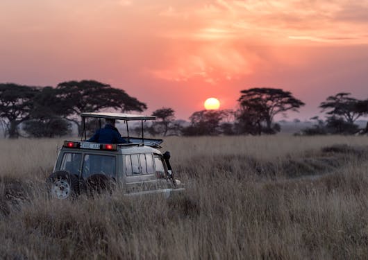 A jeep in the midst of a safari in Tanzania. The jeep appears over the tall grass as the passenger is admiring the sunset and the sky is filled with pink and purple hues. The sky line is lined with trees from the savannahs of Africa.